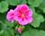 Muškát, pelargonie páskatá klasická 'Violet Splash'