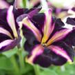 Petúnie 'Mystical Merlin' - Petunia hybrida 'Mystical Merlin'