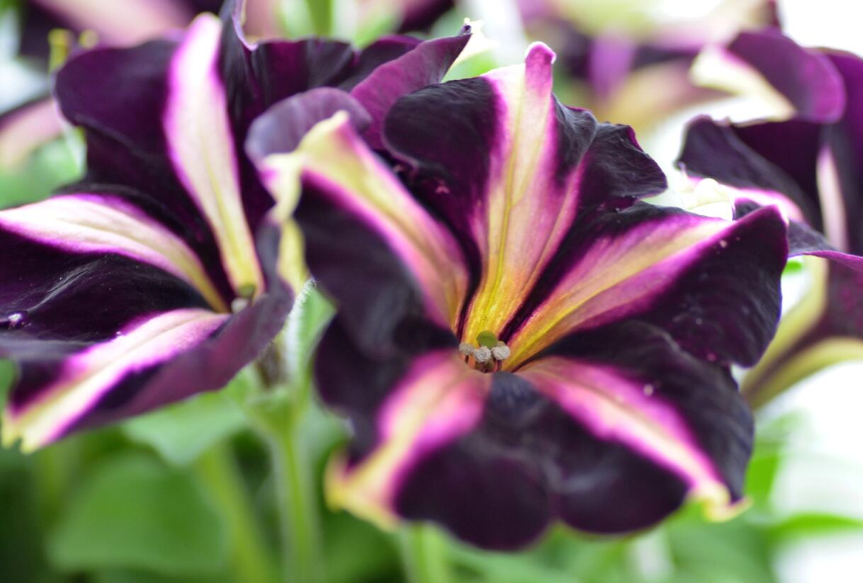 Petúnie 'Mystical Merlin' - Petunia hybrida 'Mystical Merlin'