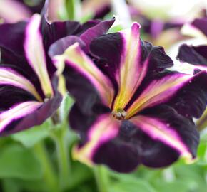 Petúnie 'Mystical Merlin' - Petunia hybrida 'Mystical Merlin'