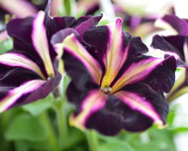 Petúnie 'Mystical Merlin'