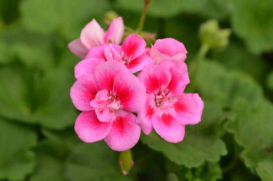 Muškát, pelargonie páskatá klasická 'Rose Splash' - Pelargonium zonale 'Rose Splash'