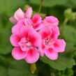 Muškát, pelargonie páskatá klasická 'Rose Splash' - Pelargonium zonale 'Rose Splash'