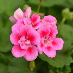 Muškát, pelargonie páskatá klasická 'Rose Splash' - Pelargonium zonale 'Rose Splash'