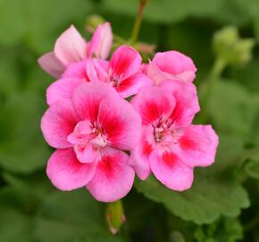 Muškát, pelargonie páskatá klasická 'Rose Splash' - Pelargonium zonale 'Rose Splash'