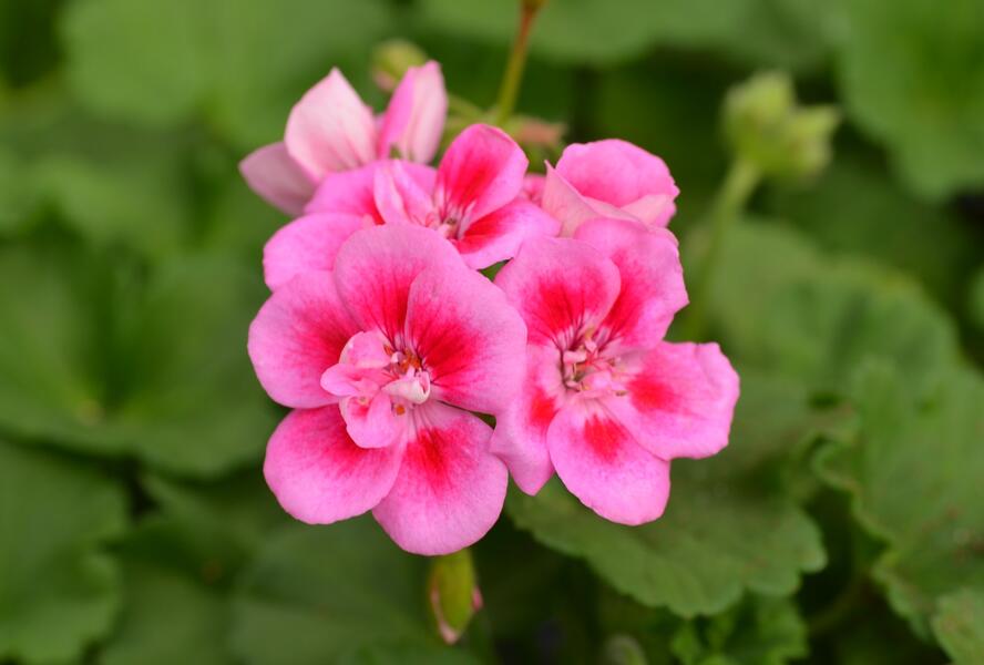 Muškát, pelargonie páskatá klasická 'Rose Splash' - Pelargonium zonale 'Rose Splash'