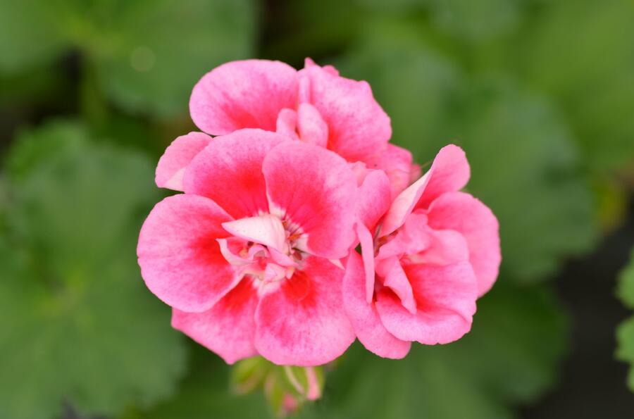 Muškát, pelargonie páskatá klasická 'Strawberry Splash' - Pelargonium zonale 'Strawberry Splash'