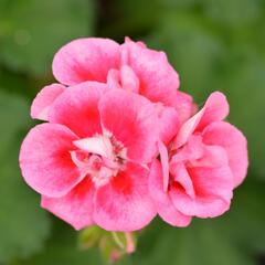 Muškát, pelargonie páskatá klasická 'Strawberry Splash' - Pelargonium zonale 'Strawberry Splash'