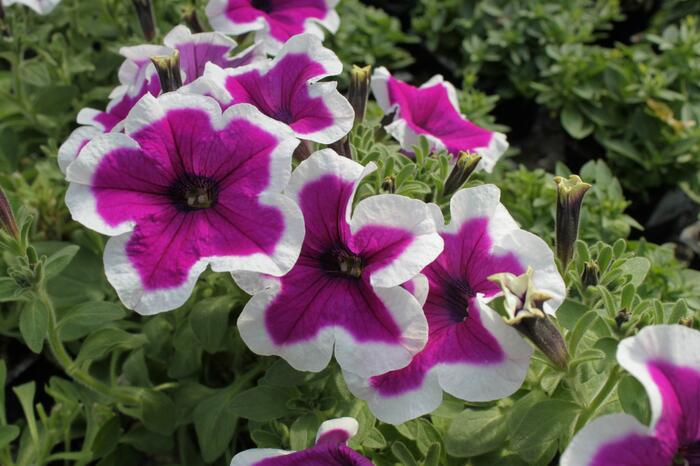 Petúnie 'Purple Picotee' - Petunia hybrida 'Purple Picotee'