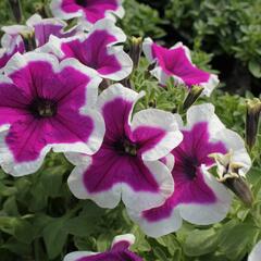 Petúnie 'Purple Picotee' - Petunia hybrida 'Purple Picotee'
