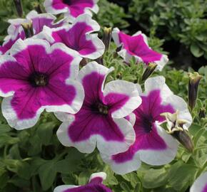 Petúnie 'Purple Picotee' - Petunia hybrida 'Purple Picotee'