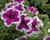 Petúnie 'Purple Picotee'