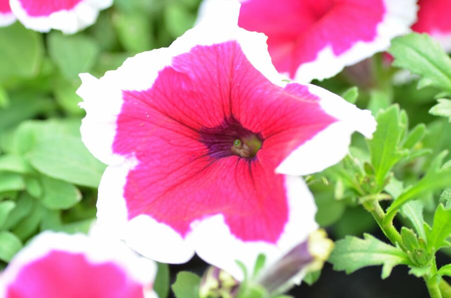 Petúnie 'Pink Picotee' - Petunia hybrida 'Pink Picotee'