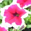 Petúnie 'Pink Picotee' - Petunia hybrida 'Pink Picotee'