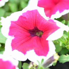 Petúnie 'Pink Picotee' - Petunia hybrida 'Pink Picotee'