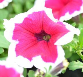 Petúnie 'Pink Picotee' - Petunia hybrida 'Pink Picotee'