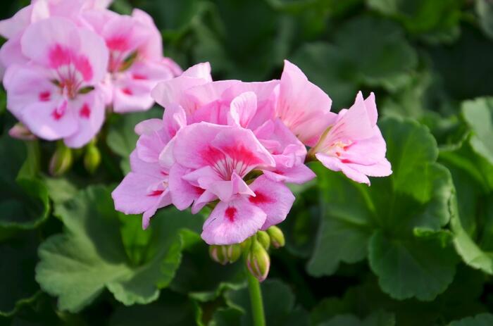 Muškát, pelargonie páskatá klasická 'Power Light Pink Splash' - Pelargonium zonale 'Power Light Pink Splash'