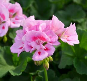 Muškát, pelargonie páskatá klasická 'Power Light Pink Splash' - Pelargonium zonale 'Power Light Pink Splash'