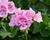 Muškát, pelargonie páskatá klasická 'Power Light Pink Splash'