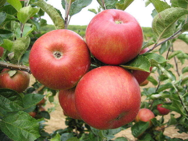 Jabloň zimní 'Bohemia' - Malus domestica 'Bohemia'