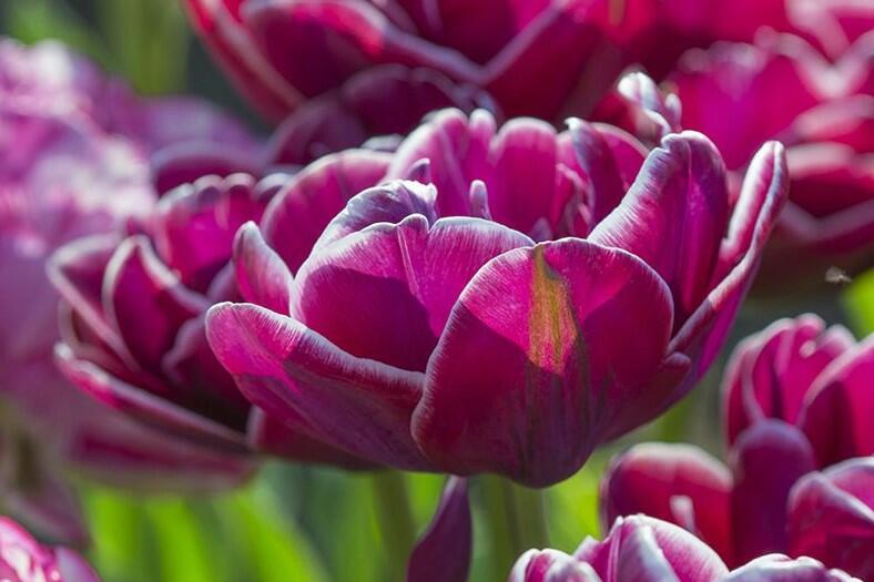 Tulipán plnokvětý pozdní 'Dream Touch'® - Tulipa Double Late 'Dream Touch'®