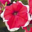 Petúnie velkokvětá 'Musica Rose Frost' - Petunia grandiflora 'Musica Rose Frost'