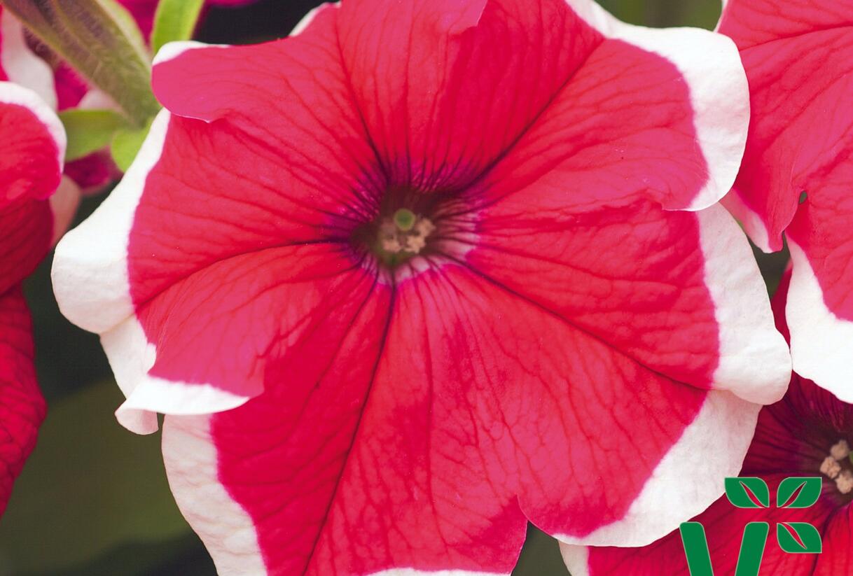 Petúnie velkokvětá 'Musica Rose Frost' - Petunia grandiflora 'Musica Rose Frost'