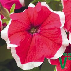 Petúnie velkokvětá 'Musica Rose Frost' - Petunia grandiflora 'Musica Rose Frost'