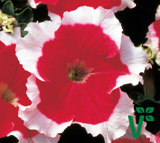 Petúnie velkokvětá 'Musica Red Frost' - Petunia grandiflora 'Musica Red Frost'