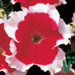 Petúnie velkokvětá 'Musica Red Frost' - Petunia grandiflora 'Musica Red Frost'