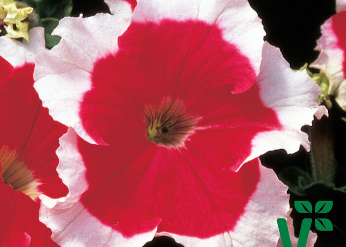 Petúnie velkokvětá 'Musica Red Frost' - Petunia grandiflora 'Musica Red Frost'