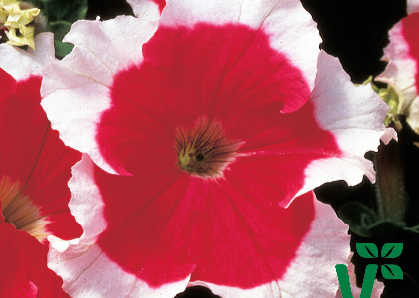 Petúnie velkokvětá 'Musica Red Frost' - Petunia grandiflora 'Musica Red Frost'