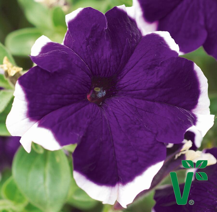 Petúnie velkokvětá 'Musica Blue Frost' - Petunia grandiflora 'Musica Blue Frost'