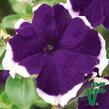 Petúnie velkokvětá 'Musica Blue Frost' - Petunia grandiflora 'Musica Blue Frost'
