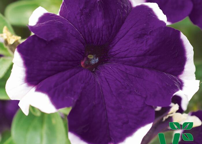 Petúnie velkokvětá 'Musica Blue Frost' - Petunia grandiflora 'Musica Blue Frost'