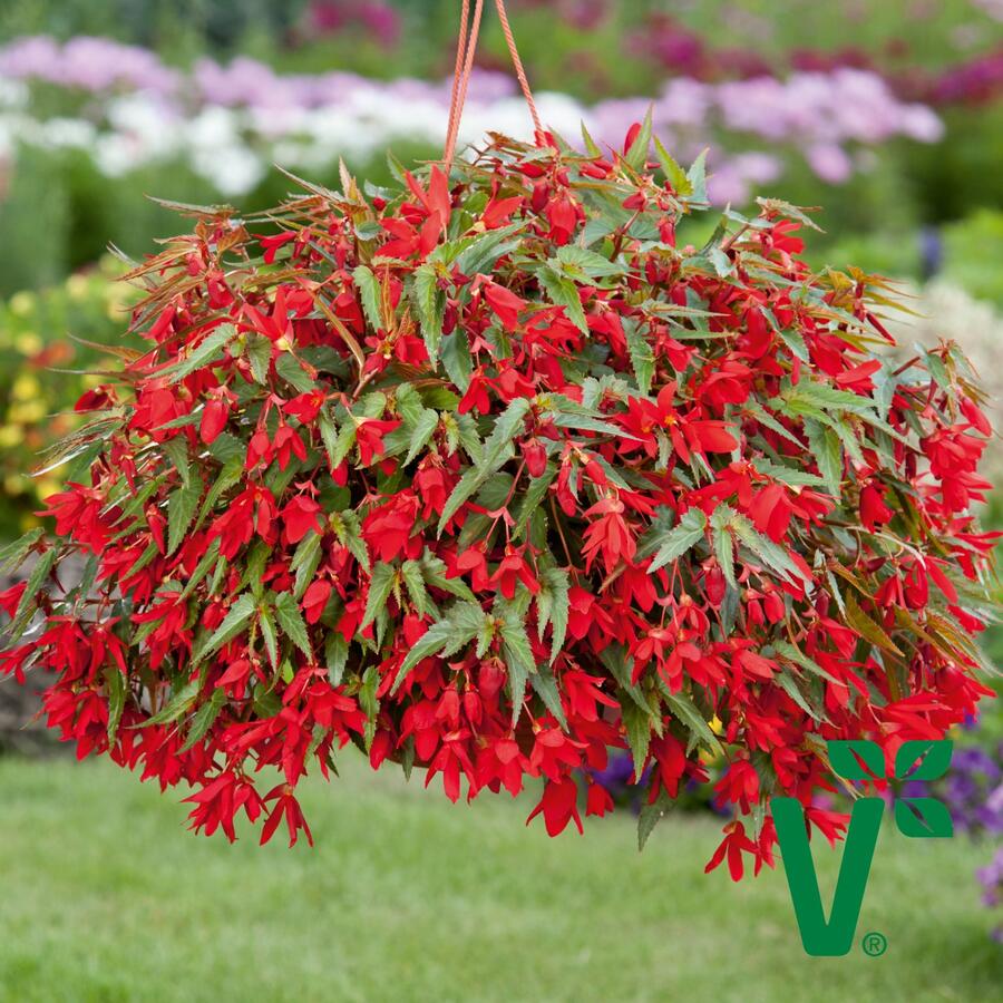 Begónie bolívijská 'Bellavista Red' - Begonia boliviensis 'Bellavista Red'