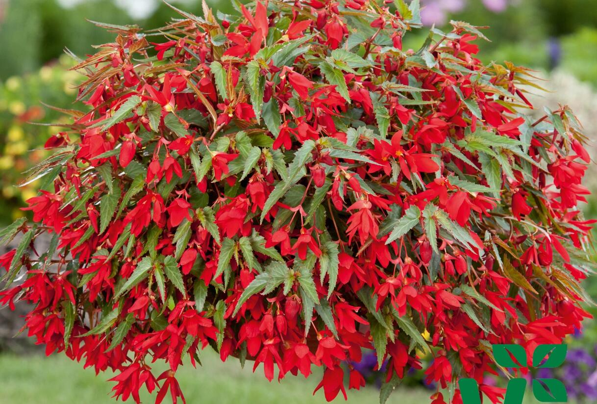 Begónie bolívijská 'Bellavista Red' - Begonia boliviensis 'Bellavista Red'