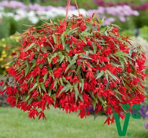 Begónie bolívijská 'Bellavista Red' - Begonia boliviensis 'Bellavista Red'