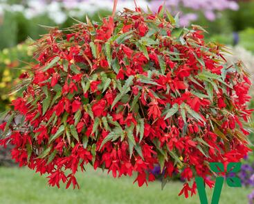 Begónie bolívijská 'Bellavista Red'