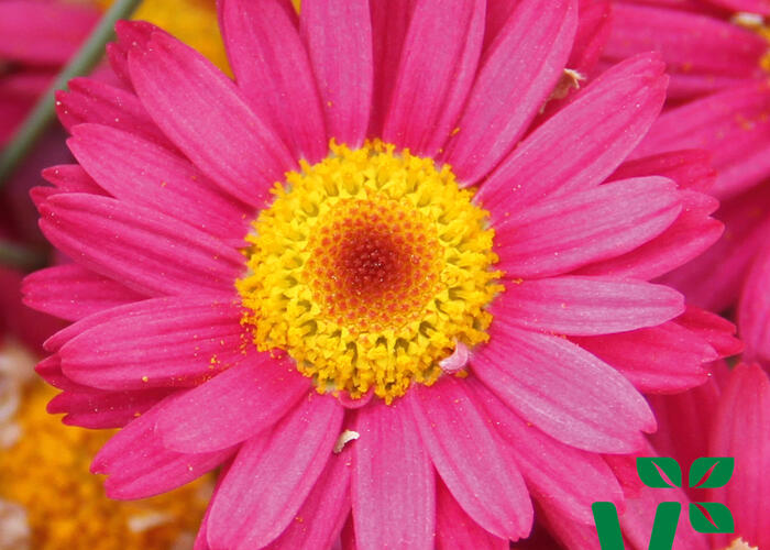 Kopretina pařížská 'Aramis Dark Rose' - Argyranthemum frutescens 'Aramis Dark Rose'