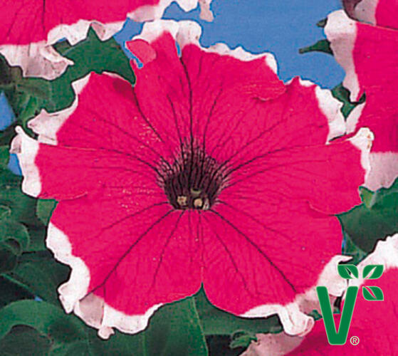 Petúnie velkokvětá 'Musica Velvet Frost' - Petunia grandiflora 'Musica Velvet Frost'