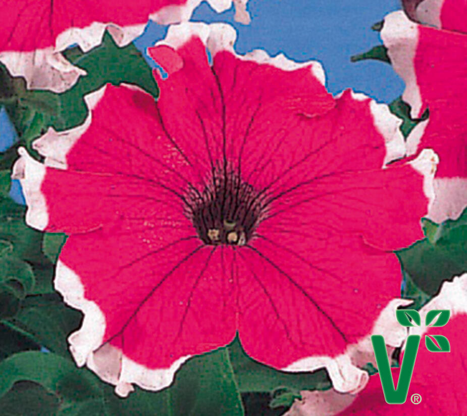 Petúnie velkokvětá 'Musica Velvet Frost' - Petunia grandiflora 'Musica Velvet Frost'