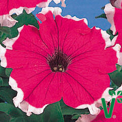 Petúnie velkokvětá 'Musica Velvet Frost' - Petunia grandiflora 'Musica Velvet Frost'