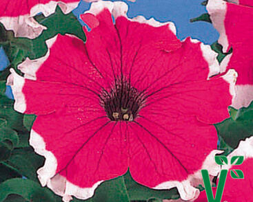 Petúnie velkokvětá 'Musica Velvet Frost'