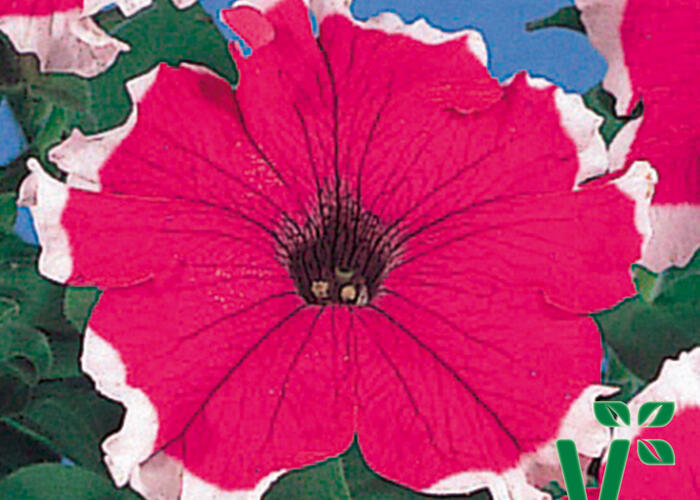 Petúnie velkokvětá 'Musica Velvet Frost' - Petunia grandiflora 'Musica Velvet Frost'