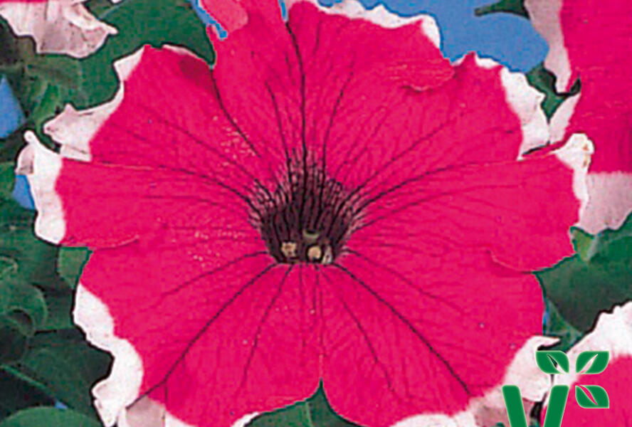Petúnie velkokvětá 'Musica Velvet Frost' - Petunia grandiflora 'Musica Velvet Frost'