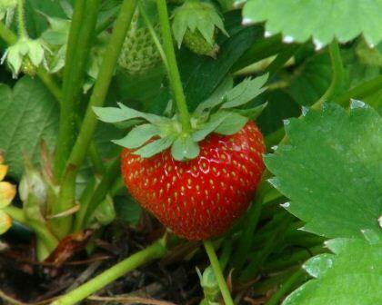 Jahodník jednouplodící - Fragaria ananassa