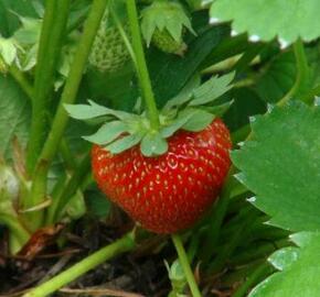 Jahodník jednouplodící - Fragaria ananassa