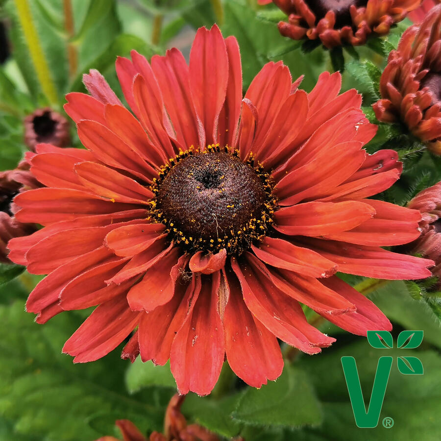 Třapatka 'Summerdaisy's Cherry' - Rudbeckia hybrida 'Summerdaisy's Cherry'