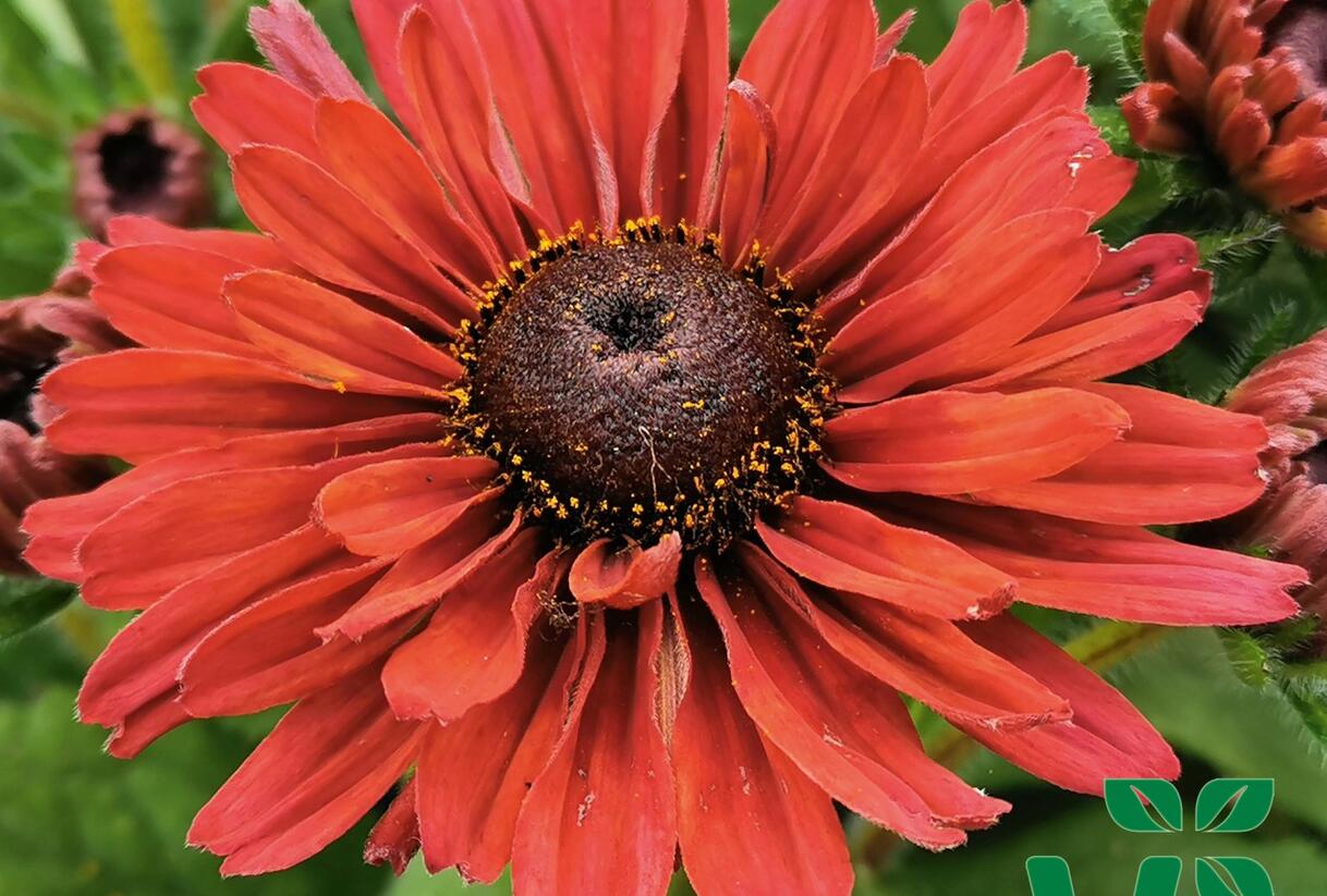 Třapatka 'Summerdaisy's Cherry' - Rudbeckia hybrida 'Summerdaisy's Cherry'